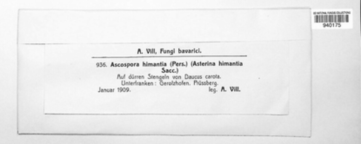 Ascospora himantia image